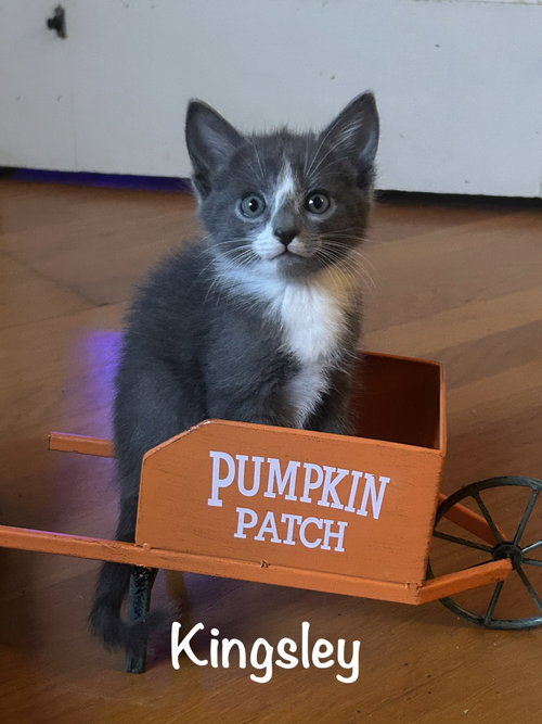 Kingsley, a cat for adoption from Kitty Chicks Rescue Corporation