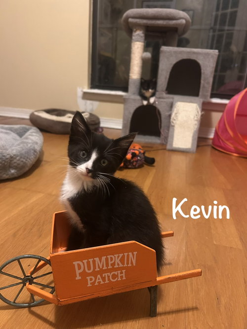 Kevin, a cat for adoption from Kitty Chicks Rescue Corporation