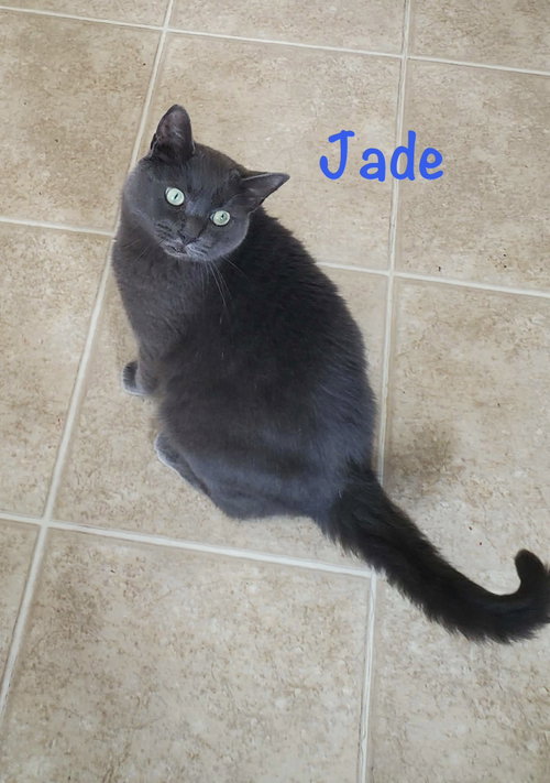 Jade, a cat for adoption from Kitty Chicks Rescue Corporation