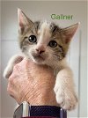 adoptable Cat in , NY named Gallner