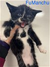 adoptable Cat in , NY named FuManchu
