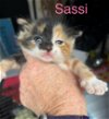 adoptable Cat in  named Sassi