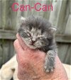 adoptable Cat in  named Can-Can