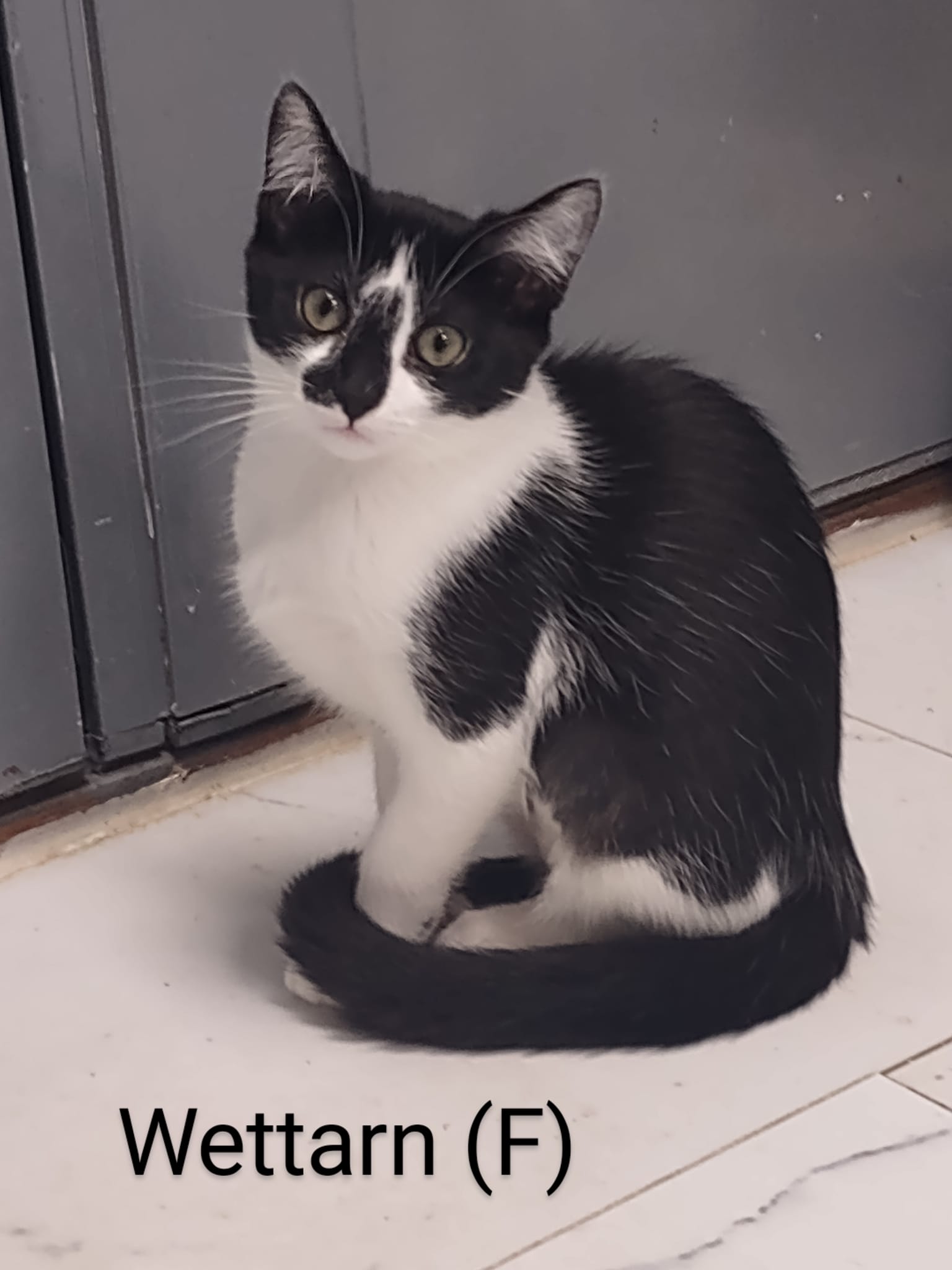 adoptable Cat in Saugerties, NY named Wettarn