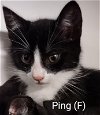 adoptable Cat in  named Ping