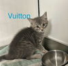 adoptable Cat in Saugerties, NY named Vuitton