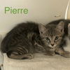 adoptable Cat in Saugerties, NY named Pierre