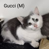 adoptable Cat in Saugerties, NY named Gucci