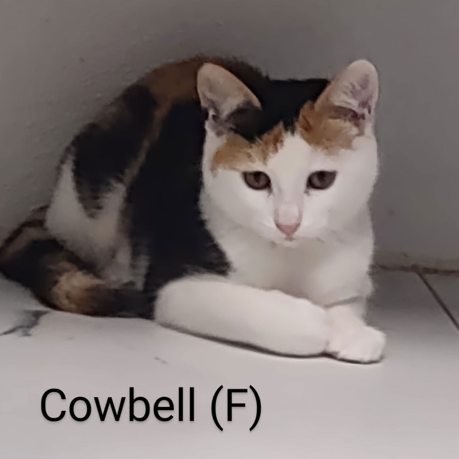 adoptable Cat in Saugerties, NY named Cowbell