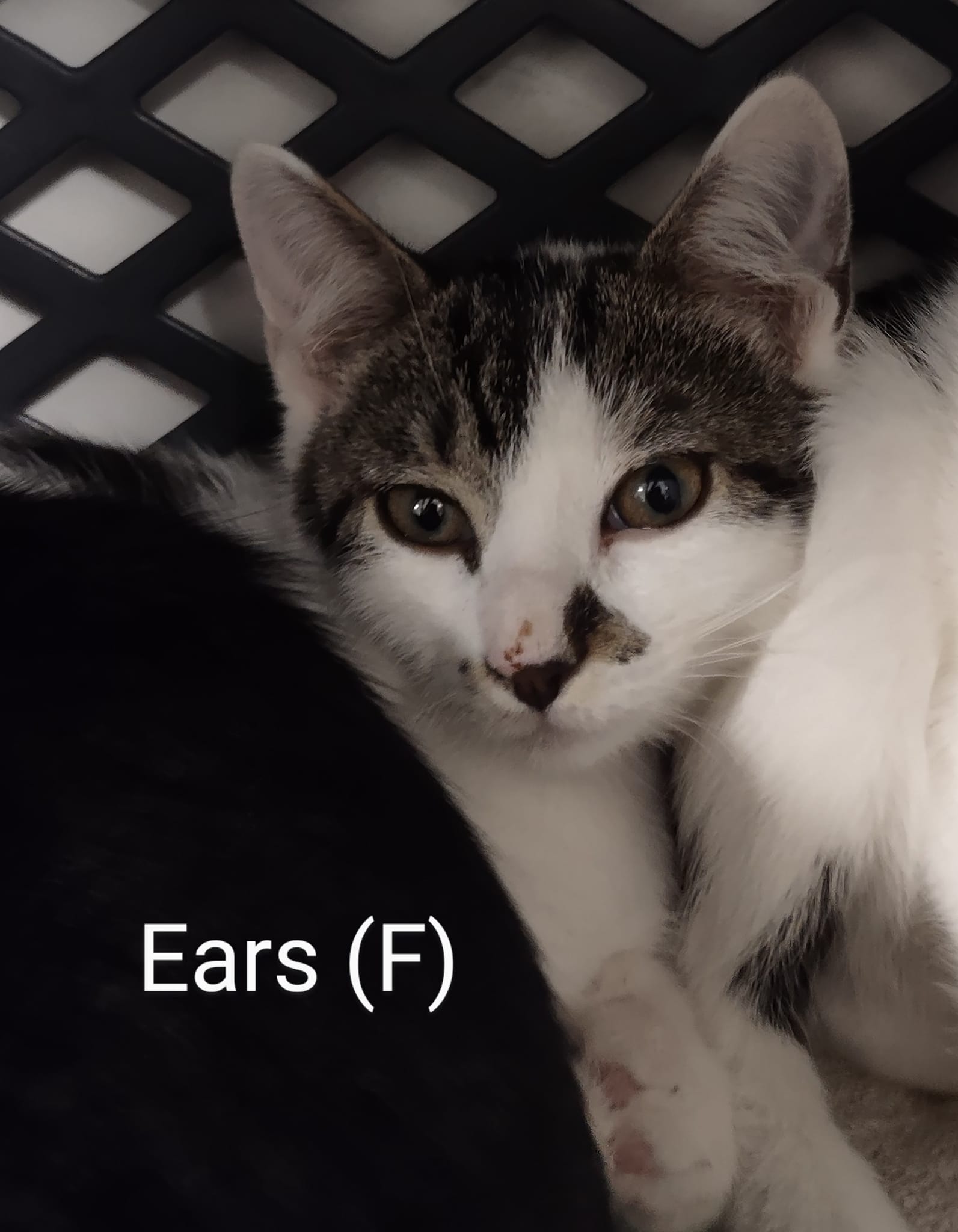 adoptable Cat in Saugerties, NY named Ears