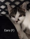 adoptable Cat in Saugerties, NY named Ears