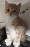 adoptable Cat in Saugerties, NY named Ned