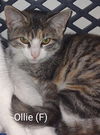 adoptable Cat in Saugerties, NY named Ollie