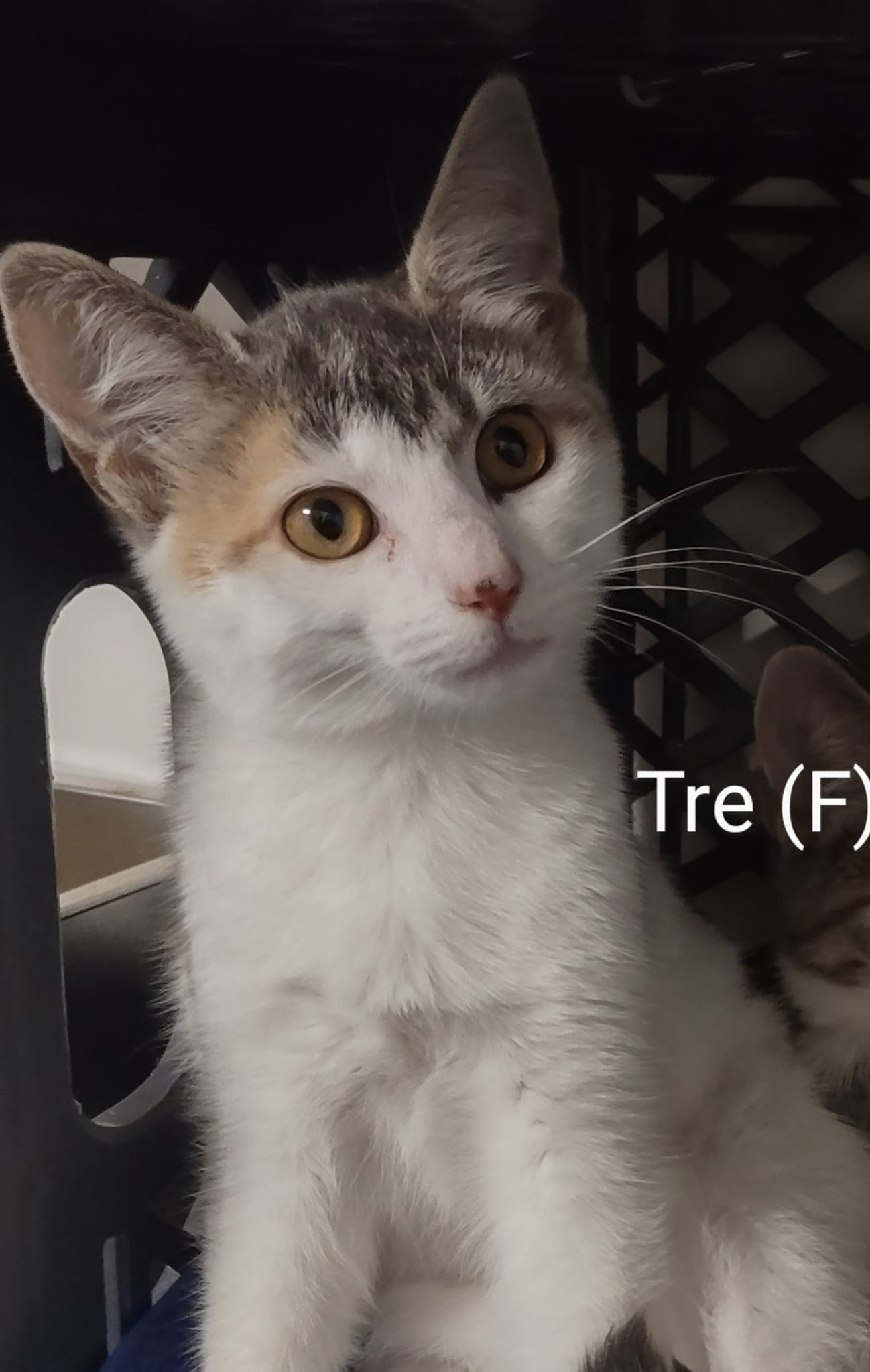 adoptable Cat in Saugerties, NY named Tre