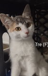 adoptable Cat in  named Tre