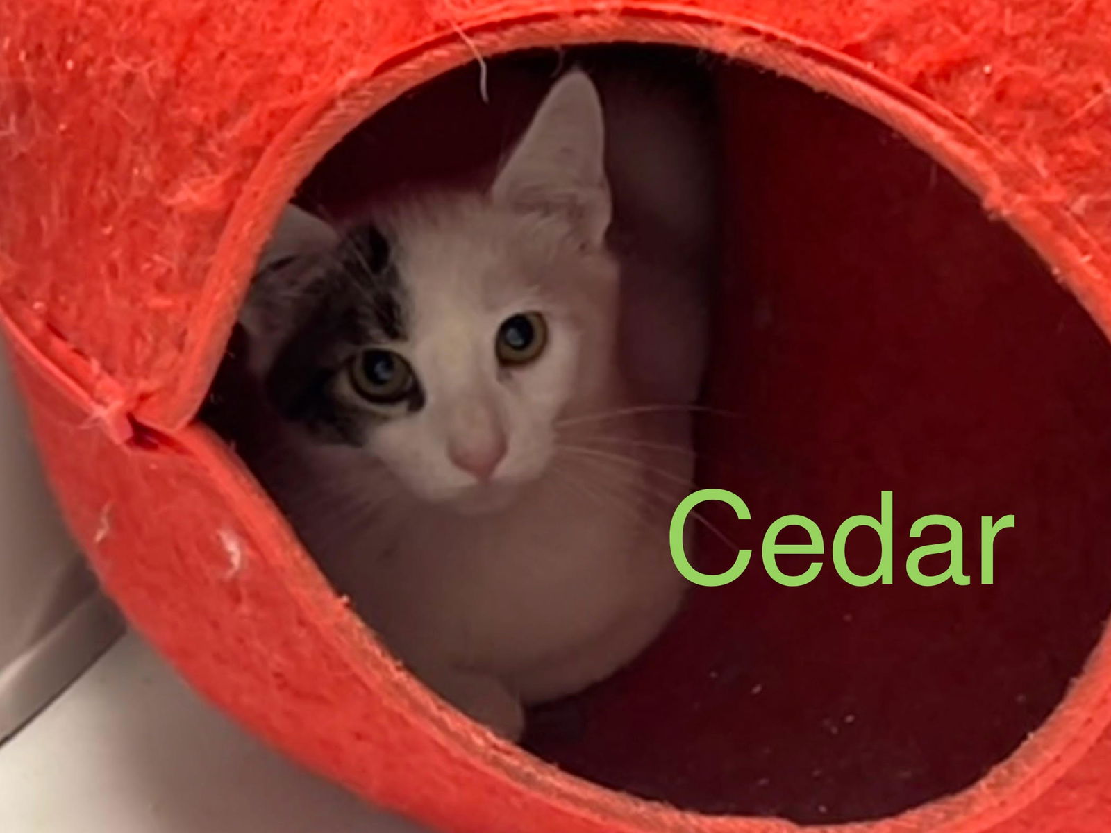 adoptable Cat in Saugerties, NY named Cedar