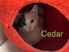 adoptable Cat in  named Cedar