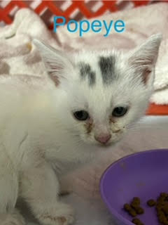 adoptable Cat in Saugerties, NY named Popeye