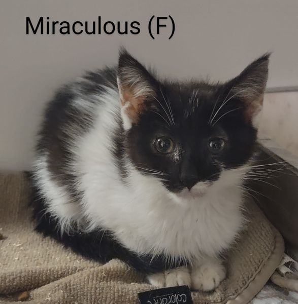 adoptable Cat in Saugerties, NY named Miraculous