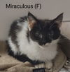 adoptable Cat in , NY named Miraculous