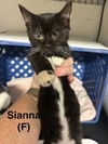 adoptable Cat in , NY named Sianna