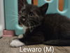 adoptable Cat in , NY named Lewaro