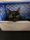adoptable Cat in  named Kali (momma)
