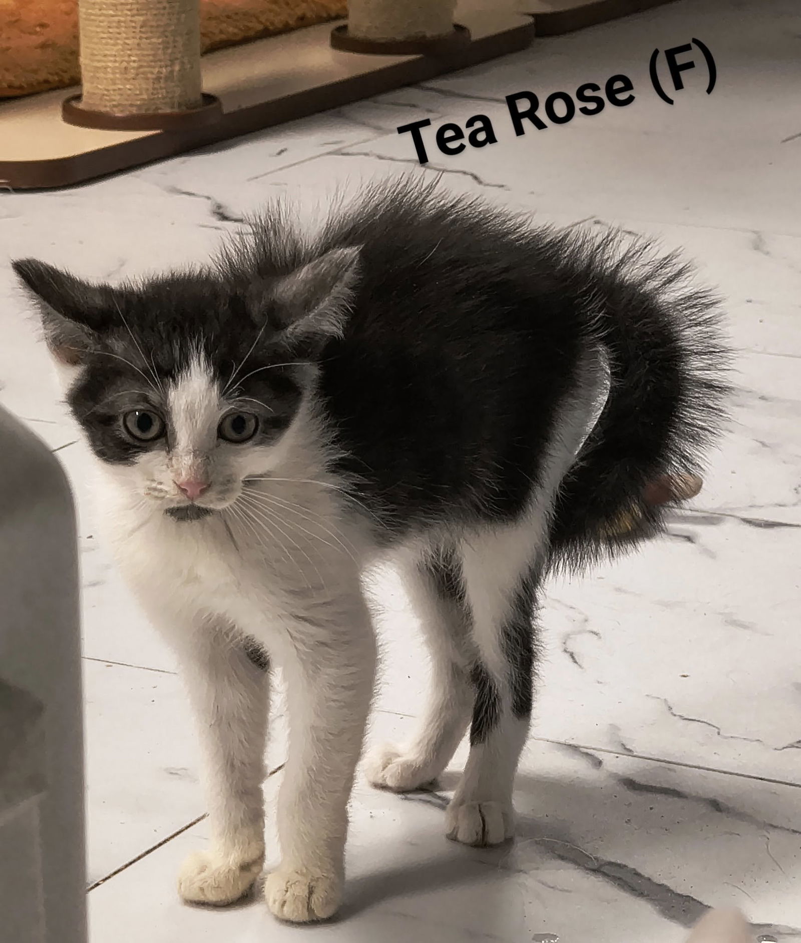 adoptable Cat in Saugerties, NY named Tea Rose