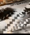 adoptable Cat in saugerties, NY named Tea Rose