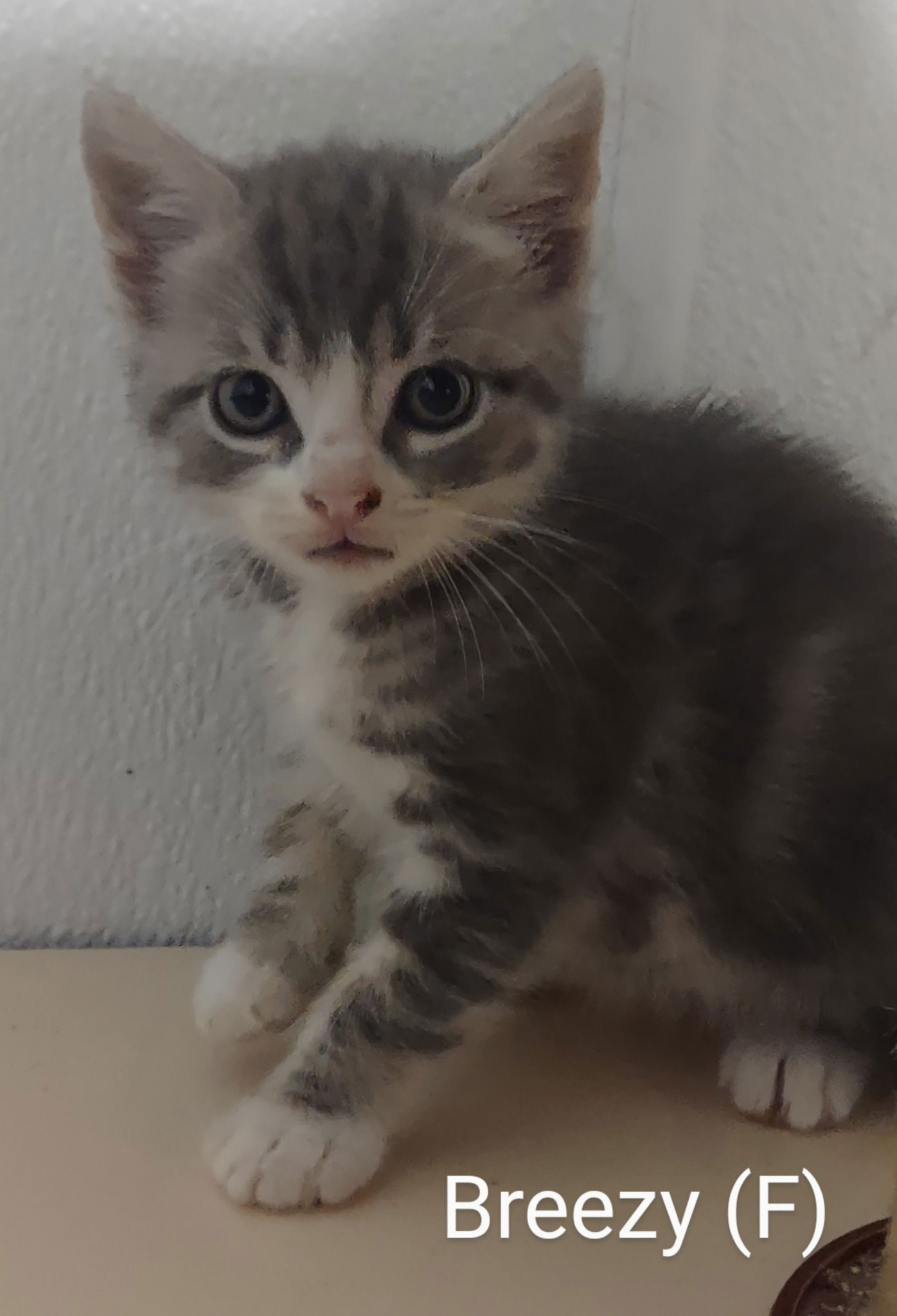 adoptable Cat in Saugerties, NY named Breezy