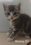 adoptable Cat in Saugerties, NY named Breezy