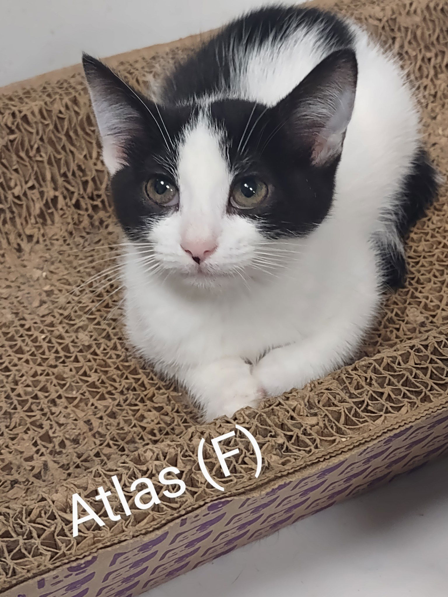 adoptable Cat in Saugerties, NY named Atlas