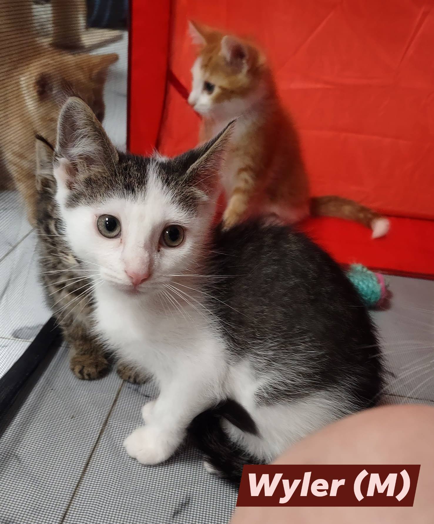 adoptable Cat in Saugerties, NY named Wyler