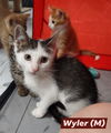 adoptable Cat in saugerties, NY named Wyler