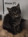 adoptable Cat in saugerties, NY named Wiese
