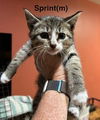 adoptable Cat in saugerties, NY named Sprint