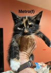 adoptable Cat in saugerties, NY named Metro