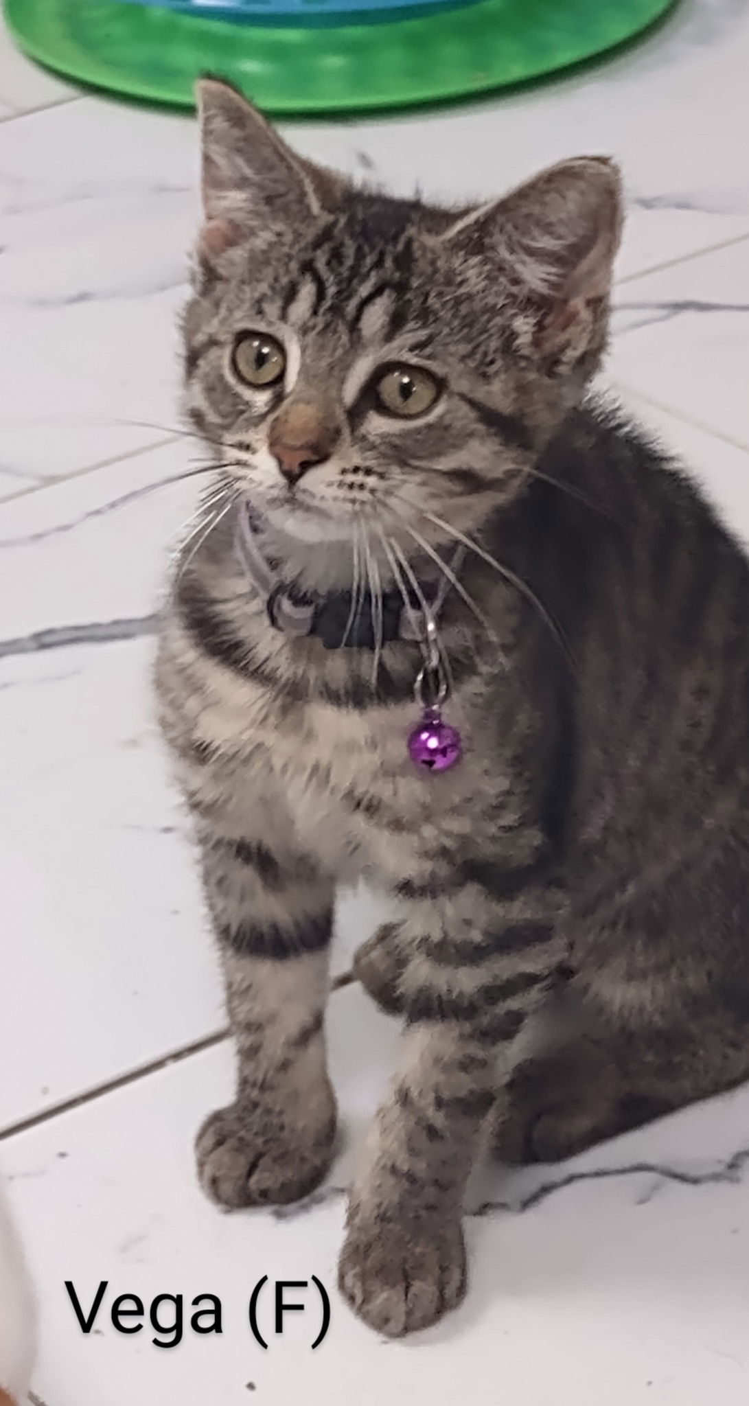 adoptable Cat in Saugerties, NY named Vega