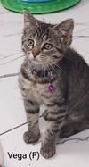 adoptable Cat in saugerties, NY named Vega