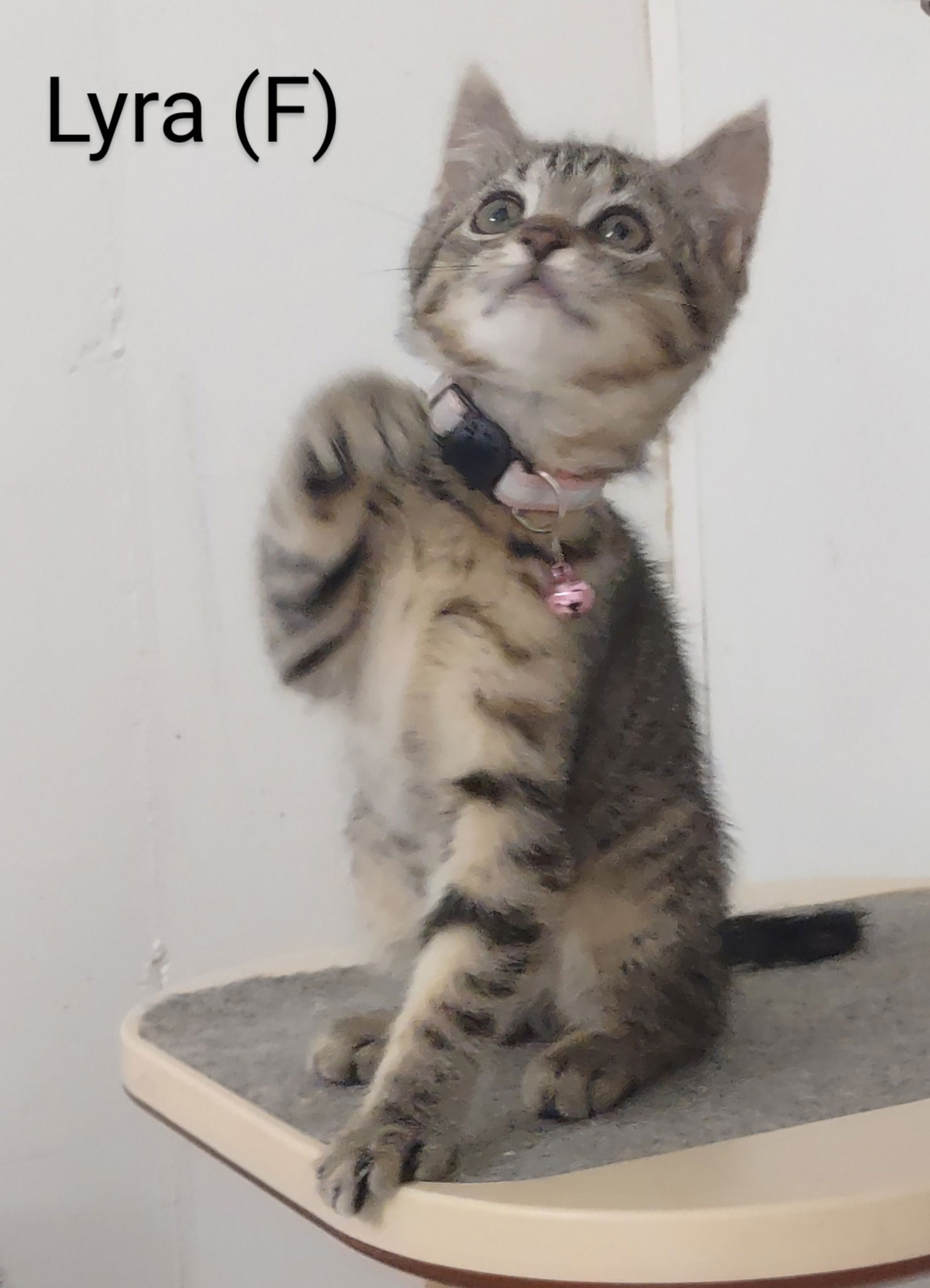 adoptable Cat in Saugerties, NY named Lyra