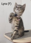 adoptable Cat in , NY named Lyra