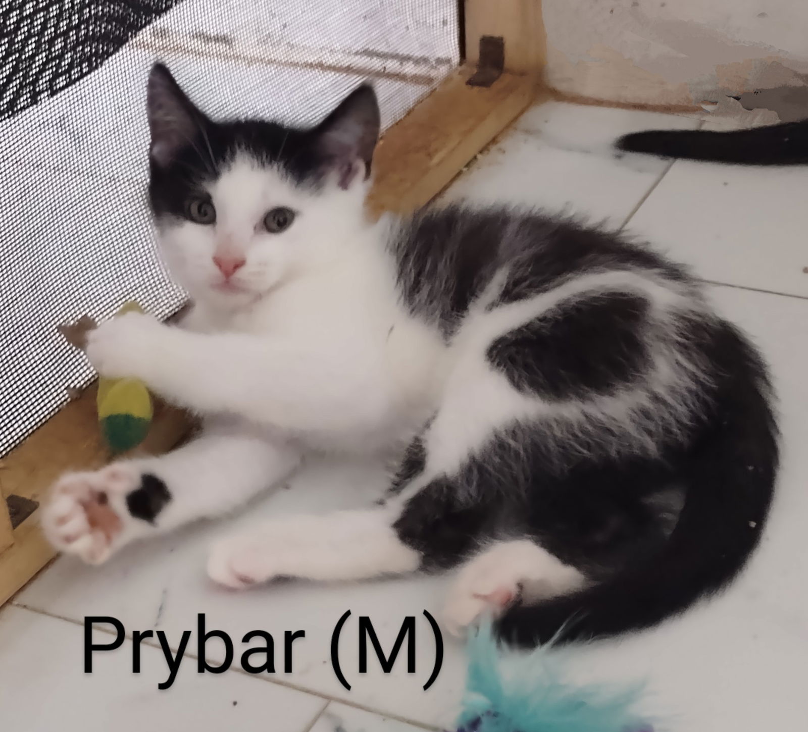 adoptable Cat in Saugerties, NY named Prybar