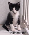 adoptable Cat in , NY named Hammer