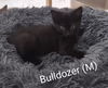 adoptable Cat in , NY named Bulldozer