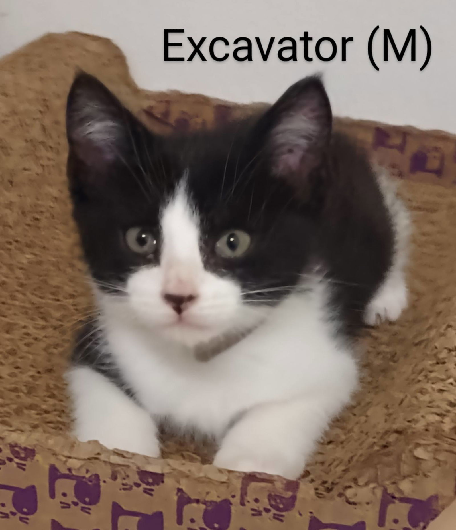 adoptable Cat in Saugerties, NY named Excavator