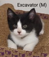 adoptable Cat in , NY named Excavator
