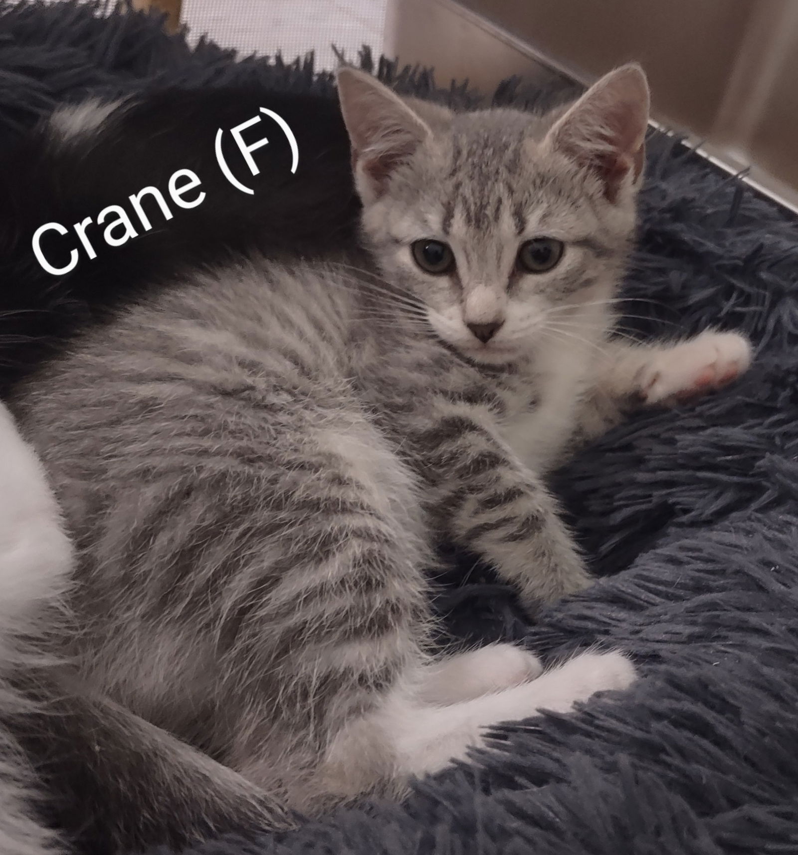 adoptable Cat in Saugerties, NY named Crane