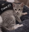 adoptable Cat in , NY named Crane