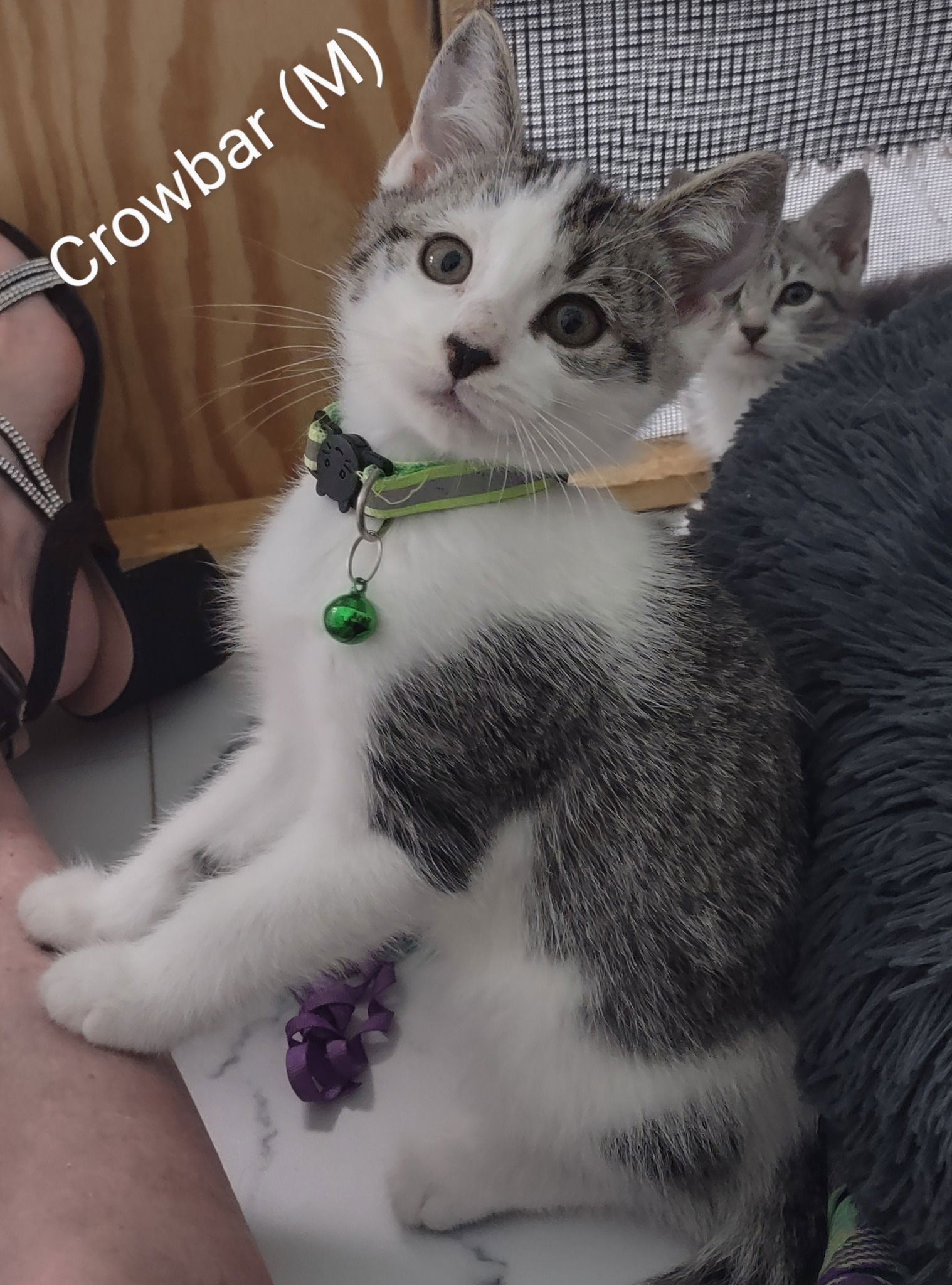 adoptable Cat in Saugerties, NY named Crowbar