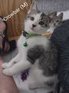 adoptable Cat in , NY named Crowbar